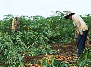Mô hình canh tác sắn bền vững trên đất dốc đã đem lại hiệu quả kinh tế cao cho nhân dân xã Hương Nhượng (Lạc Sơn)