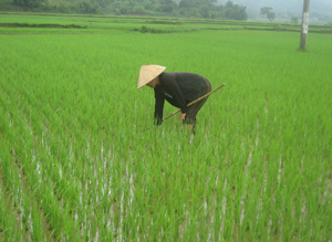 Nông dân xóm Mè, xã Tu Lý thường xuyên thăm đồng, kiểm tra tình hình ốc bươu vàng lúa mùa để kịp thời xử lý.