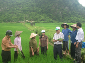 Kiểm tra tình hình bệnh hại lúa mùa tại xã Lạc Long, huyện Lạc Thủy.
