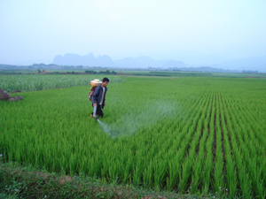 Nông dân xã Thanh Lương (Lương Sơn) phun thuốc phòng trừ rầy trên diện tích lúa mùa 2011
