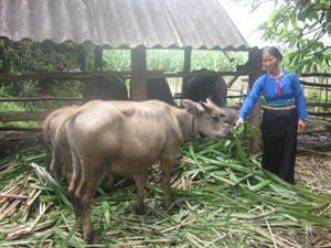 Chị Bùi Thị Nhinh chăm sóc đàn trâu của gia đình.