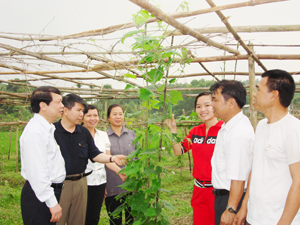 Mô hình trồng lặc lày theo phương pháp nông nghiệp hữu cơ ở xã Hợp Hòa (Lương Sơn) đem lại hiệu quả kinh tế cao.