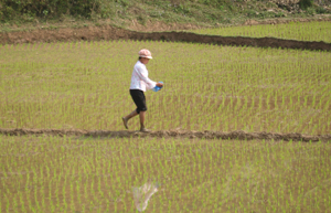 Nông dân xã Yên Mông (TPHB) bón phân cho diện tích lúa trà muộn đang thời kỳ đẻ nhánh.