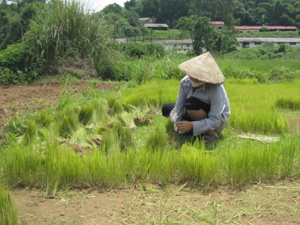 Chị Nguyễn Thị Thủy (xóm Đồng Sông) chuẩn bị mạ để cấy trên phần diện tích lúa mùa bị ngập.