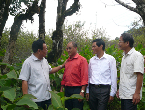 Đồng chí Đinh Duy Sơn, Phó Chủ tịch HĐND tỉnh trao đổi về việc phát triển sản xuất chè Shan tuyết tại xã Pà Cò (Mai Châu).