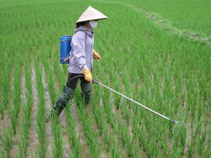 Nông dân xã Dân Hòa (Kỳ Sơn) phòng trừ tập đoàn rầy gây hại trên lúa mùa