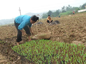 Sau lúa, ngô là cây trồng chủ lực cho năng suất tương đối ổn định nhưng chưa đủ để tạo thành sức bật cho SXNN huyện Lạc Sơn (ảnh: trồng ngô trên đất 2 vụ lúa tại xã Thượng Cốc).