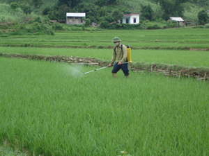 Theo hướng dẫn của cán bộ khuyến nông, nông dân xã Dân Hòa (Kỳ Sơn) phun thuốc diệt trừ sâu cuốn lá nhỏ trên phần diện tích lúa đã phân hóa đòng.