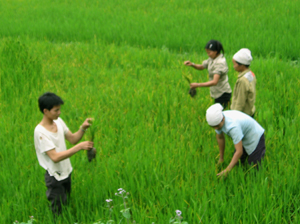 Nông dân xã Tú Sơn (Kim Bôi) kiểm tra, xác định mật độ rầy trên lúa để kịp thời áp dụng các biện pháp diệt trừ.