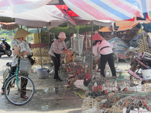 Các điểm bán gia cầm luôn đông khách vào dịp Quốc khánh (ảnh tại chợ Thái Bình).