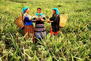 Cán bộ phụ nữ người Mông xã Bản Lầu (Mường Khương, Lào Cai) hướng dẫn hội viên kỹ thuật thâm canh dứa trên đất đồi.  

