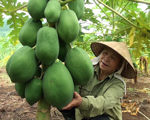 Nông dân xóm Quyết Chiến, xã Hào Lý (Đà Bắc) phát triển  mô hình trồng đu đủ Thái Lan đem lại hiệu quả kinh tế cao.