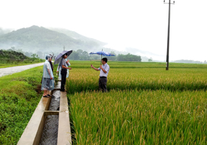 Đoàn công tác kiểm tra mức độ gây hại của bệnh bạc lá, đốm sọc vi khuẩn trên diện tích lúa vụ mùa trà sớm của xã Cư Yên, huyện  Lương Sơn.