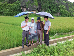 Cán bộ Chi cục BVTV hướng dẫn sử dụng thuốc phun trừ bệnh bạc lá, đốm sọc vi khuẩn đang gây hại mạnh trên các trà lúa sớm của huyện Lương Sơn.