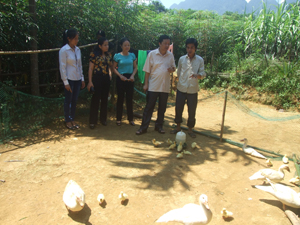 Đoàn kiểm tra thực tế mô hình nuôi ngan thịt tại gia đình anh Bùi Văn Thắng, xóm Tân Vượng, xã Lỗ Sơn (Tân Lạc).
