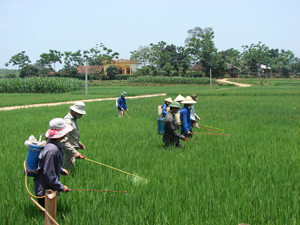 Nông dân xã Sào Báy (Kim Bôi) tập trung chăm sóc diện tích lúa
bị nhiễm bệnh vụ hè - thu năm 2013. Ảnh: B.Minh

