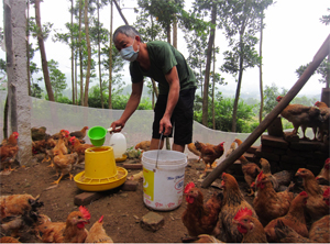 Nhờ chăn nuôi đúng quy trình, đàn gà hàng nghìn con của hộ tham gia mô hình tại thị trấn Chi Nê (Lạc Thủy) đã đạt trọng lượng bình quân từ 1,2 – 1,5 kg 2 tháng.