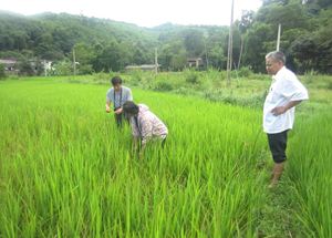 Cán bộ Trạm BVTV huyện Kim Bôi kiểm tra diện tích lúa mùa đang bị chuột hại mạnh dẫn đến nguy cơ mất trắng năng suất thuộc địa bàn xã Hùng Tiến.