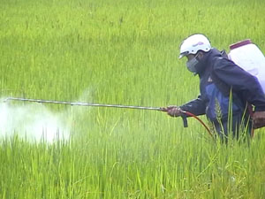 Huyện Kỳ Sơn huy động toàn bộ máy động cơ phun trừ thuốc trên diện tích lúa nhiễm bệnh của xóm Độc Lập, xã Hợp Thịnh.
