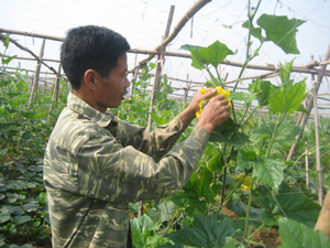 Nhờ được chuyển giao KH-KT, nông dân xóm Tam, xã Thanh Hối (Tân Lạc) chuyển đổi diện tích ruộng 1 vụ năng suất kém sang trồng bí xanh cho năng suất dự kiến từ 17-20 tấn/ha. Ảnh:B.M