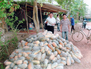 Người dân xã Bảo Hiệu (Yên Thủy) chuyển đổi 25 ha ruộng 1 vụ lúa kém năng suất sang trồng bí đỏ mang lại hiệu quả kinh tế cao.