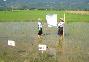 Nông dân xã Tân Mỹ (Lạc Sơn) được chuyển giao kỹ thuật chọn tạo giống lúa và thâm canh lúa cải tiến để nâng cao năng suất lúa vụ mùa 2013.