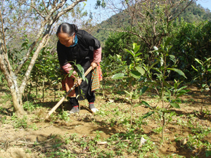 Cùng với ngô lai, dong riềng, cây chè shan tuyết đang dần trở thành cây trồng chủ lực ở Hang Kia, Pà Cò (Ảnh: với hơn 2 nghìn m2 trồng chè sẽ trở thành nguồn thu chính của gia đình chị Vàng Y Đua ở Pà Háng (Pà Cò) trong những năm tới).