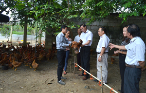 Đoàn công tác kiểm tra, đánh giá chất lượng gà thịt nuôi tại gia đình chị Đỗ Thị Xuân (Đội 8, xã Hưng Thi, Lạc Thủy) – 1 trong 4 hộ tham gia mô hình.