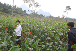 Hiện tại, xã Cao Sơn đã mở rộng diện tích trồng ngô lên 660 ha, cùng 150 ha dong riềng đã mang lại nguồn hàng hoá đáng kể cung cấp cho thị trường, tăng thu nhập cho người dân.