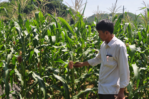 Nông dân xã Hoà Bình (TPHB) ứng dụng KH -KT vào sản xuất nông nghiệp đem lại hiệu quả kinh tế cao, góp phần xoá đói – giảm nghèo.