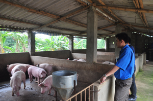Thôn Bùi Trám, xã Hòa Sơn (Lương Sơn) phát triển chăn nuôi lợn theo hướng gia trại đem lại hiệu quả kinh tế cao.