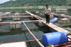 Người dân xã Hiền Lương (Đà Bắc) phát triển nuôi cá lồng cho thu nhập cao theo hướng bền vững.
