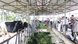 Chăn nuôi bò sữa theo hình thức gia trại là định hướng quan trọng nhằm nâng cao hiệu quả sản xuất nông nghiệp và tái cơ cấu ngành chăn nuôi. Ảnh: Nông dân huyện Lương Sơn thăm mô hình chăn nuôi bò sữa hiệu quả cao tại thôn Đồng Bưng, xã Nhuận Trạch.