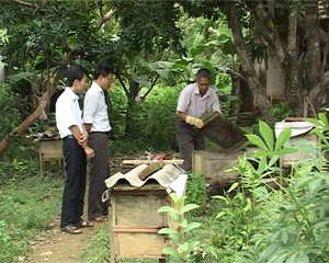 Thực hiện NQ của Đảng uỷ xã về chuyển đổi cơ cấu cây trồng, vật nuôi, xã Xuất Hoá đã có những hộ gia đình phát triển mô hình nuôi ong mật mang lại giá trị kinh tế cao. 

