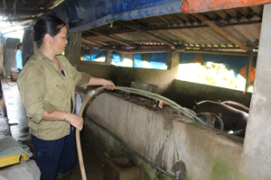 Chị Bùi Thị Lý, xóm Rộc, xã Nật Sơn (Kim Bôi) phát triển mô hình nuôi lợn thịt mang lại hiệu quả kinh tế cao.

