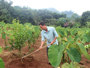 Một số hộ dân xã Yên Thượng đã mạnh dạn đầu tư trồng thử nghiệm hơn 3 ha cam xen lẫn khoai sọ.
