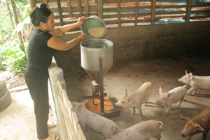Nhiều hộ dân xã Hợp Thịnh (Kỳ Sơn) ứng dụng KH -KT vào nuôi lợn phát triển kinh tế.

