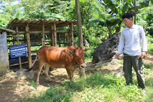 Hộ gia đình ông Nguyễn Hắc Hải ở xóm Ưng, xã Phú Vinh (Tân Lạc) thoát nghèo nhờ dự án giảm nghèo hỗ trợ bò sinh sản.

