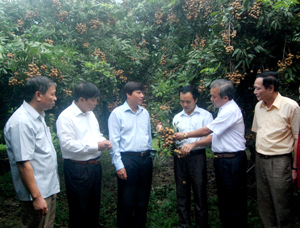 Đồng chí Trần Đăng Ninh, Phó Bí thư Thường trực Tỉnh uỷ tìm hiểu mô hình cải tạo vườn tạp tại xóm Lốc (Sơn Thuỷ - Kim Bôi).

 

