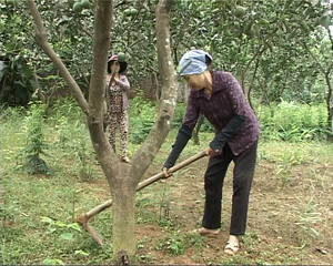 Bà Lê Thị Xuân, xóm Lộc Môn, xã Trung Sơn (Lương Sơn) chăm sóc vườn bưởi của gia đình.