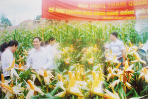 Các hội thảo, mô hình chuyển giao KH -KT tại xã Toàn Sơn đã góp phần nâng cao kiến thức, trình độ sản xuất nông nghiệp của nông dân.