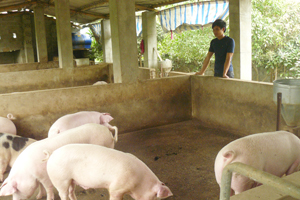 Mô hình chăn nuôi lợn của hộ ông Quách Văn Thầm, thôn Bùi Trám, xã Hoà Sơn (Lương Sơn) cho thu nhập khoảng 100 triệu đồng/năm.