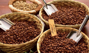 Xuất khẩu cà phê trong tám tháng qua tăng mạnh cả về lượng và giá trị.