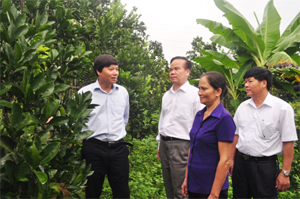Đồng chí Trần Đăng Ninh, Phó  Bí thư  Thường trực Tỉnh uỷ tìm hiểu tình hình phát triển cây có múi tại xóm Thanh Đức (Mãn Đức - Tân Lạc).