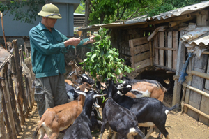 Từ thay đổi tư duy, cách làm, xã Lạc Lương đẩy mạnh phát triển chăn nuôi theo hướng hàng hóa, tạo sức bật trong phát triển KT-XH.