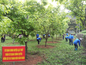 Vườn cây thanh niên do ĐV-TN Chi đoàn cơ quan chính quyền đảm nhận là một trong những mô hình học tập, làm theo Bác thiết thực của tuổi trẻ trên địa bàn huyện.
