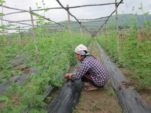 Mô hình trồng cây lấy hạt chất lượng cao được triển khai, nhân rộng tại xóm Mới, xã Văn Nghĩa.