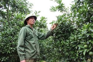 Xã Nam Phong, Cao Phong phát triển diện tích cây ăn quả cho thu nhập 500-600 triệu đồng/ha/năm.


