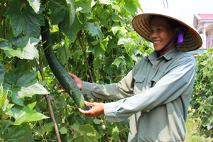 Hộ bà Bùi Thị Hiền, xóm Bảo Yên, xã Bảo Hiệu thu hàng trăm triệu đồng từ trồng bí xanh trái vụ.