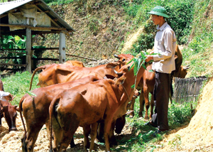 Người dân xóm Nà Mười, xã Mường Chiềng tận dụng diện tích chăn thả để chăn nuôi gia súc.